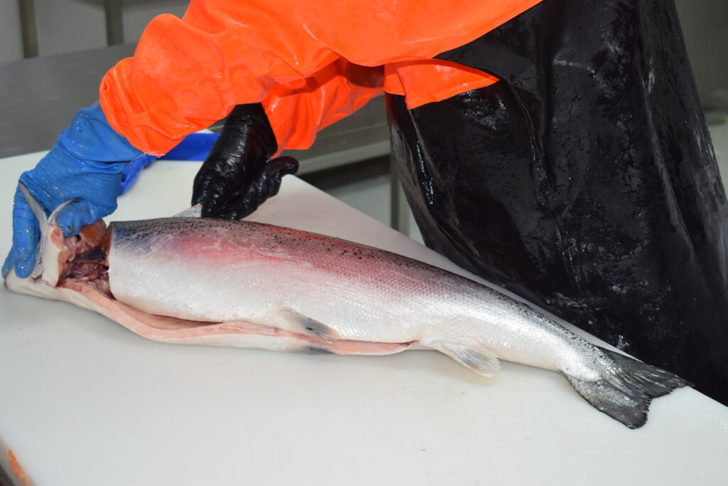 Filetage professionnel de saumon chez MM FISH à Wissous