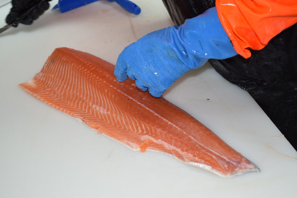 Finition des filets de saumon chez MM FISH
